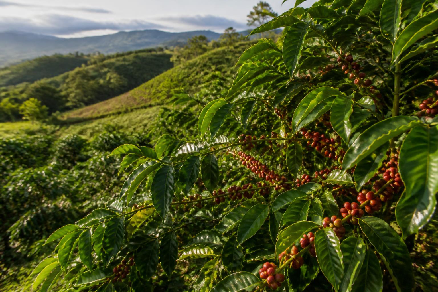 Coffee cherries growing on a Nicaraguan farm